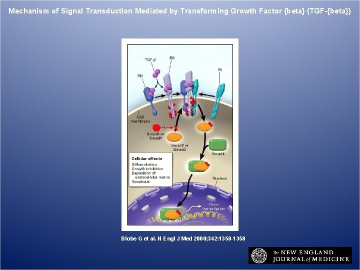 Mechanism of Signal Transduction Mediated by Transforming Growth Factor {beta} (TGF-{beta}) Blobe G et