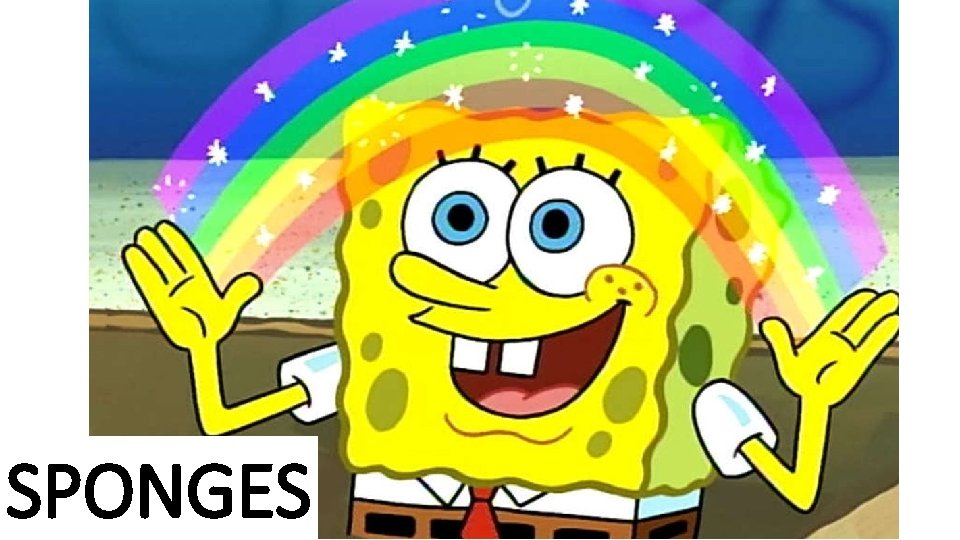 SPONGES 