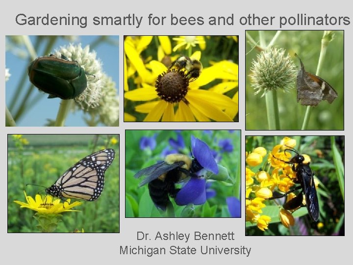 Gardening smartly for bees and other pollinators Dr. Ashley Bennett Michigan State University 