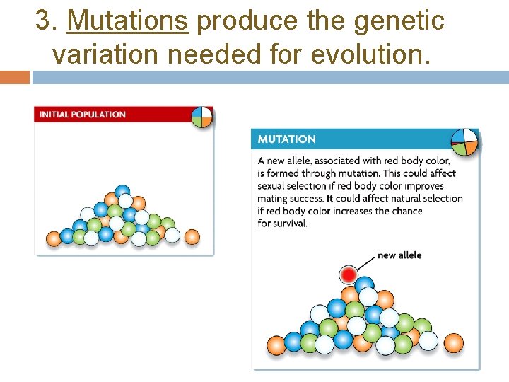 3. Mutations produce the genetic variation needed for evolution. 