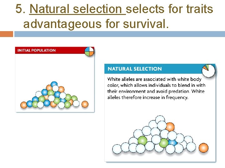 5. Natural selection selects for traits advantageous for survival. 