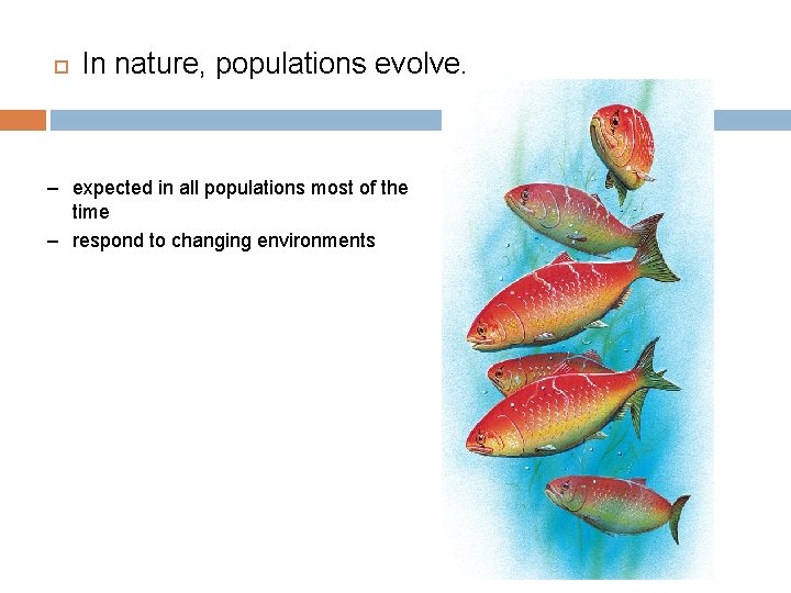  In nature, populations evolve. – expected in all populations most of the time