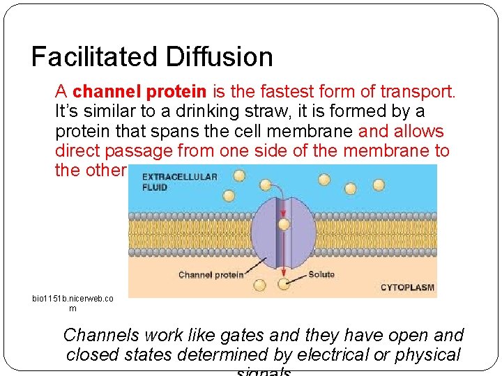 Facilitated Diffusion A channel protein is the fastest form of transport. It’s similar to Facilitated Diffusion A channel protein is the fastest form of transport. It’s similar to