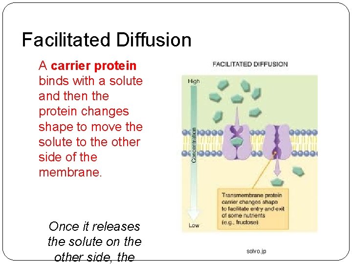 Facilitated Diffusion A carrier protein binds with a solute and then the protein changes Facilitated Diffusion A carrier protein binds with a solute and then the protein changes
