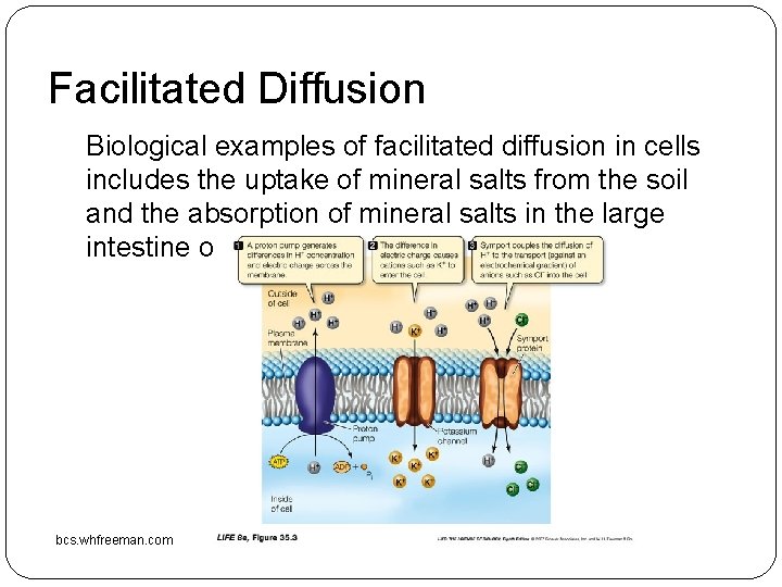 Facilitated Diffusion Biological examples of facilitated diffusion in cells includes the uptake of mineral Facilitated Diffusion Biological examples of facilitated diffusion in cells includes the uptake of mineral