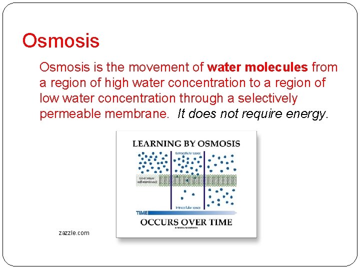 Osmosis is the movement of water molecules from a region of high water concentration Osmosis is the movement of water molecules from a region of high water concentration
