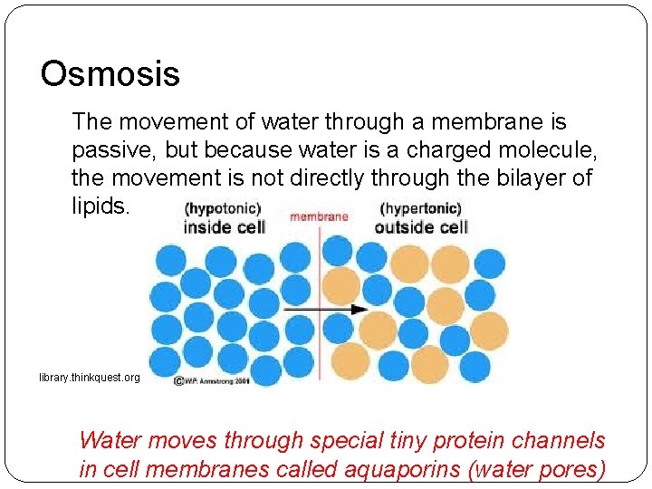 Osmosis The movement of water through a membrane is passive, but because water is Osmosis The movement of water through a membrane is passive, but because water is