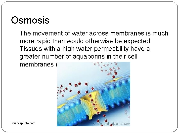Osmosis The movement of water across membranes is much more rapid than would otherwise Osmosis The movement of water across membranes is much more rapid than would otherwise