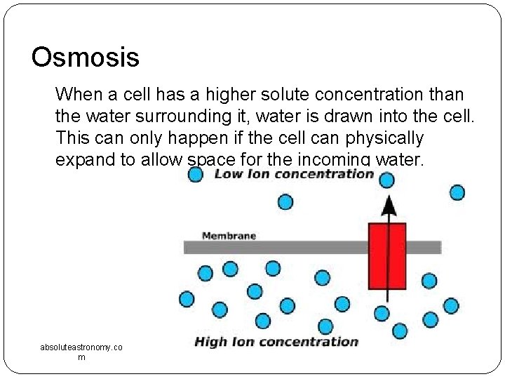 Osmosis When a cell has a higher solute concentration than the water surrounding it, Osmosis When a cell has a higher solute concentration than the water surrounding it,