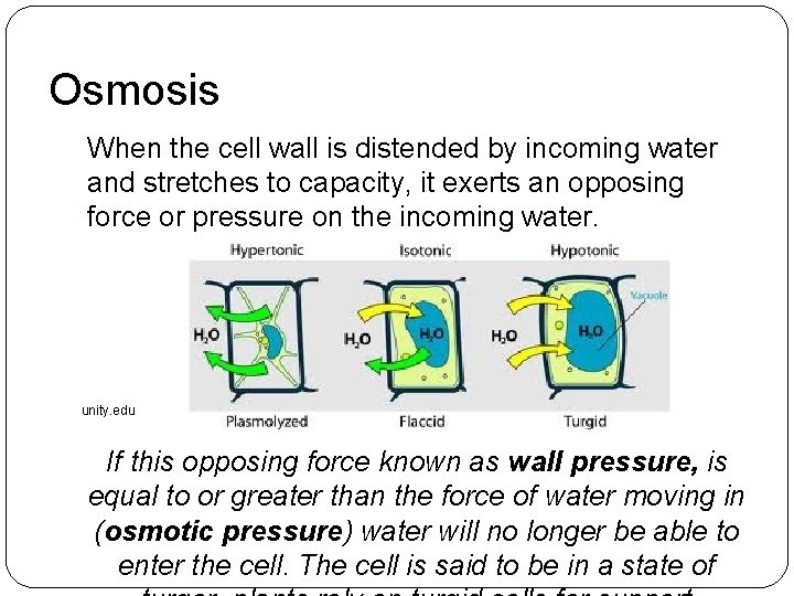 Osmosis When the cell wall is distended by incoming water and stretches to capacity, Osmosis When the cell wall is distended by incoming water and stretches to capacity,