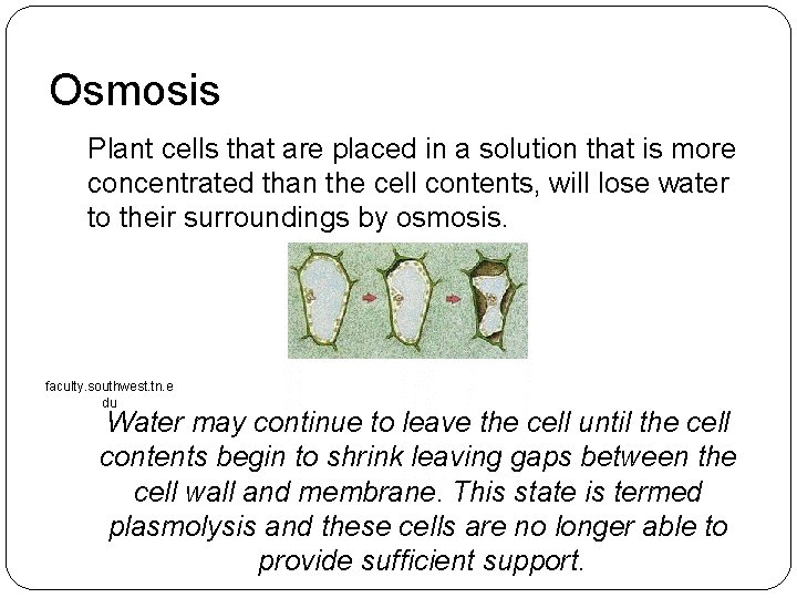 Osmosis Plant cells that are placed in a solution that is more concentrated than Osmosis Plant cells that are placed in a solution that is more concentrated than