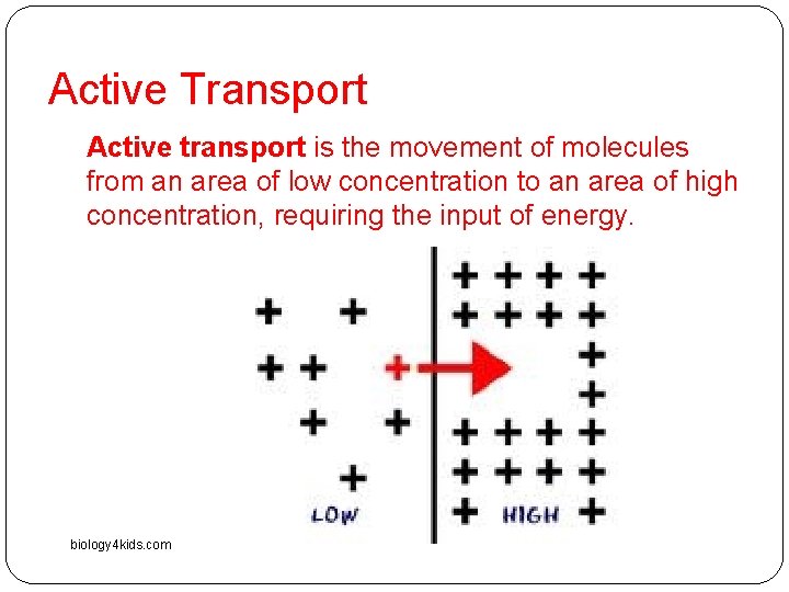 Active Transport Active transport is the movement of molecules from an area of low Active Transport Active transport is the movement of molecules from an area of low