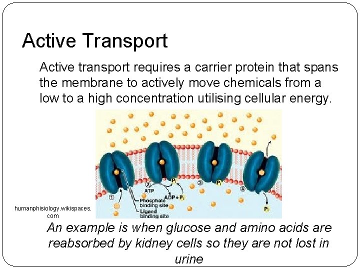 Active Transport Active transport requires a carrier protein that spans the membrane to actively Active Transport Active transport requires a carrier protein that spans the membrane to actively