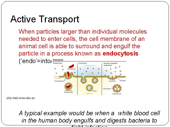 Active Transport When particles larger than individual molecules needed to enter cells, the cell Active Transport When particles larger than individual molecules needed to enter cells, the cell