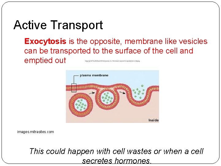 Active Transport Exocytosis is the opposite, membrane like vesicles can be transported to the Active Transport Exocytosis is the opposite, membrane like vesicles can be transported to the
