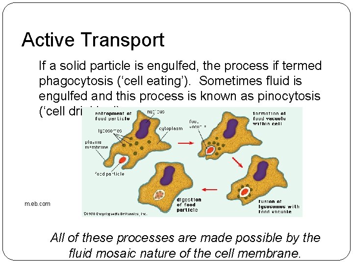 Active Transport If a solid particle is engulfed, the process if termed phagocytosis (‘cell Active Transport If a solid particle is engulfed, the process if termed phagocytosis (‘cell