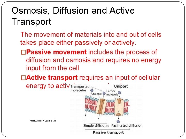 Osmosis, Diffusion and Active Transport The movement of materials into and out of cells Osmosis, Diffusion and Active Transport The movement of materials into and out of cells