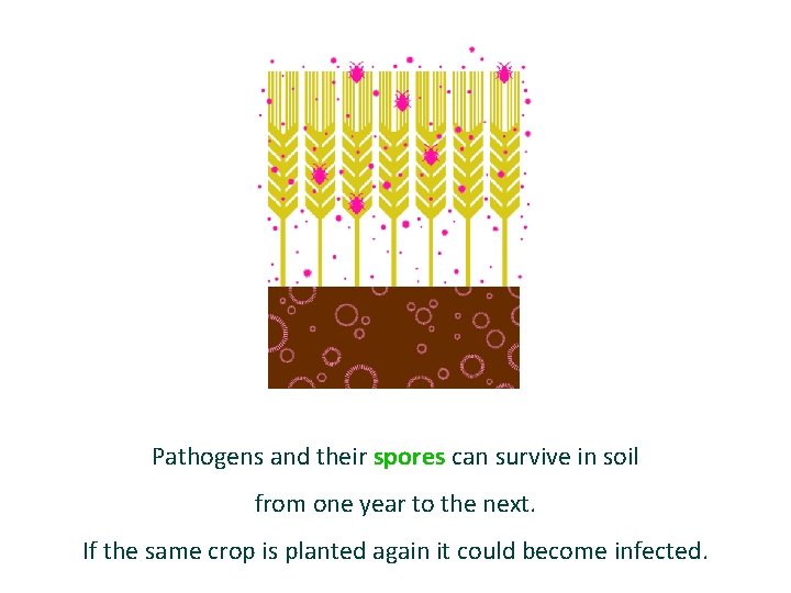 Pathogens and their spores can survive in soil from one year to the next.