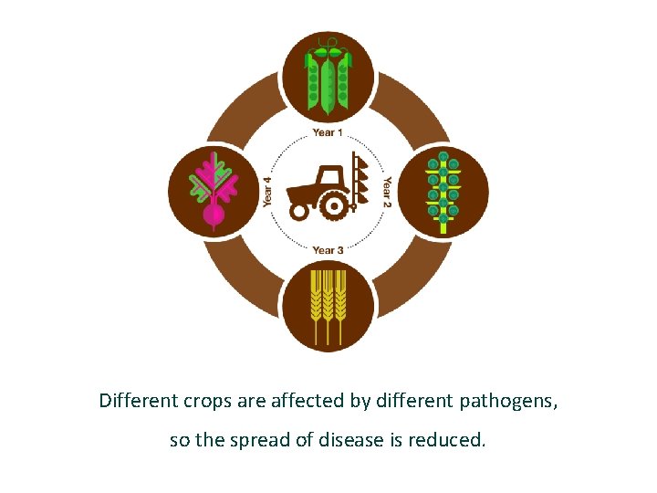 Different crops are affected by different pathogens, so the spread of disease is reduced.