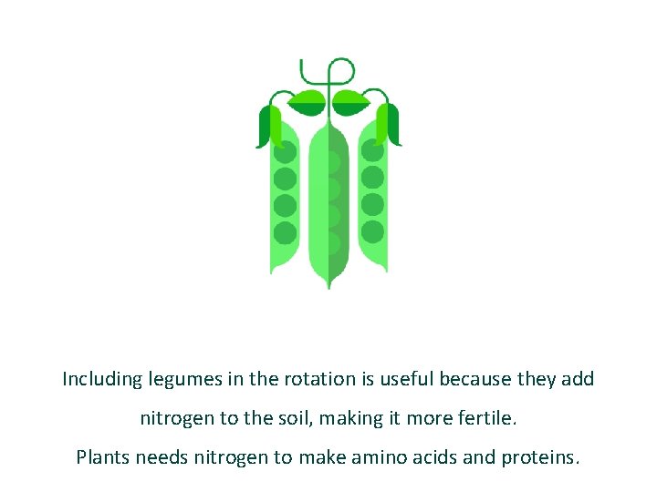 Including legumes in the rotation is useful because they add nitrogen to the soil,