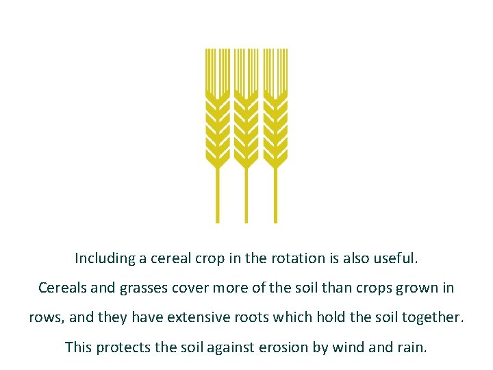 Including a cereal crop in the rotation is also useful. Cereals and grasses cover