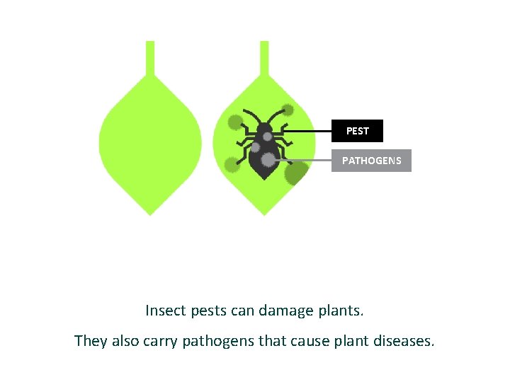 PEST PATHOGENS Insect pests can damage plants. They also carry pathogens that cause plant