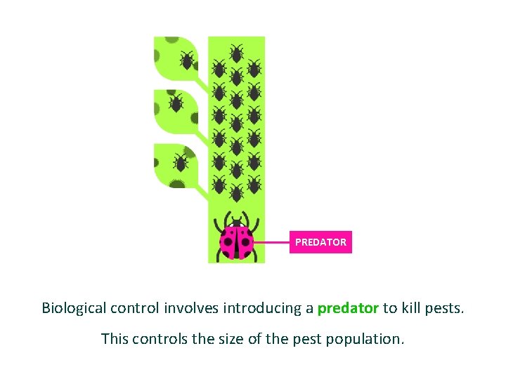 PREDATOR Biological control involves introducing a predator to kill pests. This controls the size
