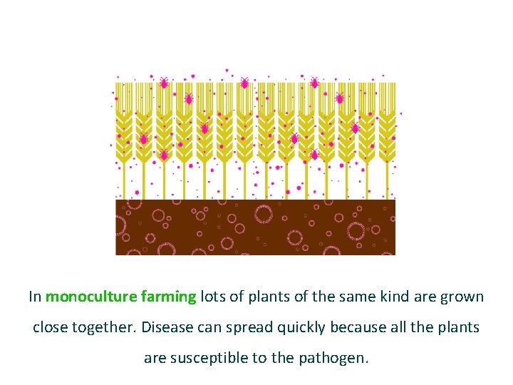 In monoculture farming lots of plants of the same kind are grown close together.