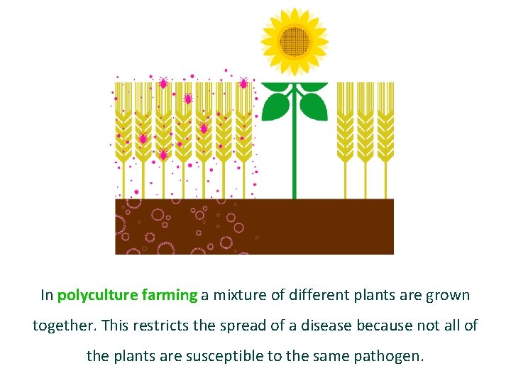 In polyculture farming a mixture of different plants are grown together. This restricts the