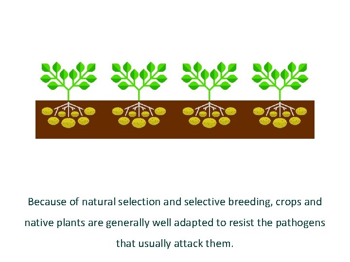 Because of natural selection and selective breeding, crops and native plants are generally well
