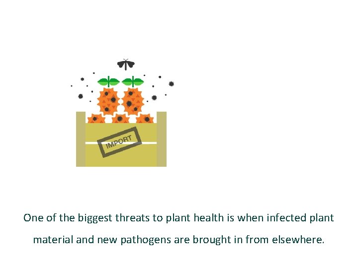 One of the biggest threats to plant health is when infected plant material and