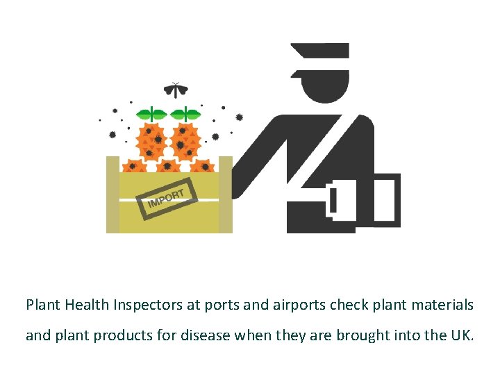 Plant Health Inspectors at ports and airports check plant materials and plant products for