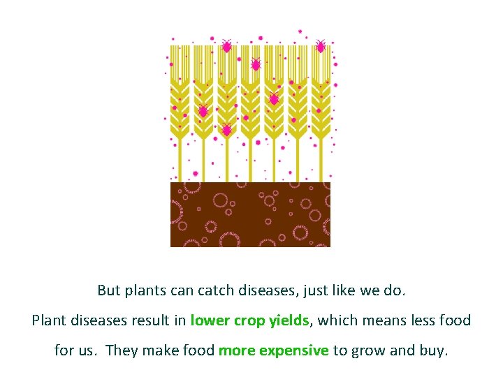 But plants can catch diseases, just like we do. Plant diseases result in lower