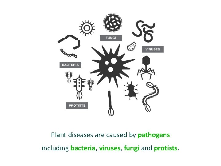 Plant diseases are caused by pathogens including bacteria, viruses, fungi and protists. 
