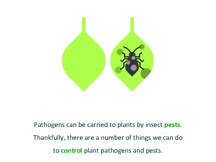 Pathogens can be carried to plants by insect pests. Thankfully, there a number of
