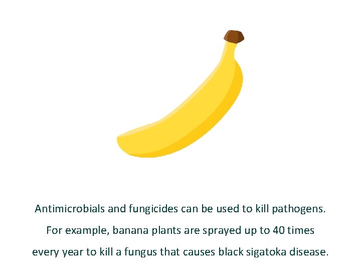 Antimicrobials and fungicides can be used to kill pathogens. For example, banana plants are