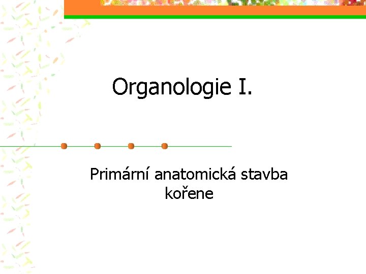 Organologie I. Primární anatomická stavba kořene 