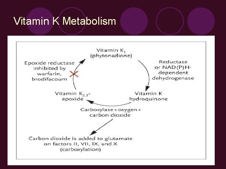 Vitamin K Metabolism 