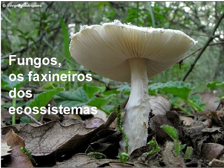 Fungos, os faxineiros dos ecossistemas 