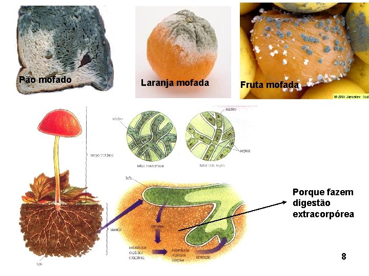 Pão mofado Laranja mofada Fruta mofada Porque fazem digestão extracorpórea 8 