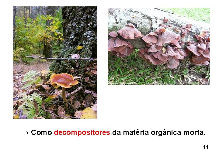 → Como decompositores da matéria orgânica morta. 11 