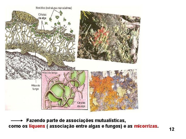 Fazendo parte de associações mutualísticas, como os líquens ( associação entre algas e fungos)