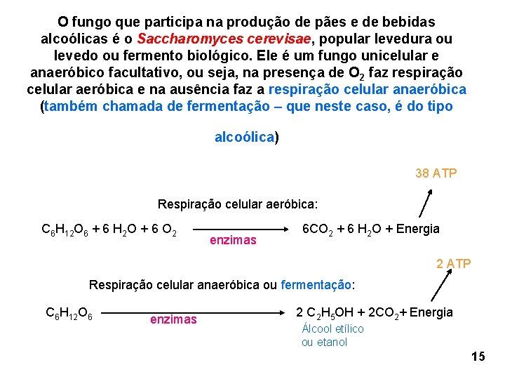 O fungo que participa na produção de pães e de bebidas alcoólicas é o