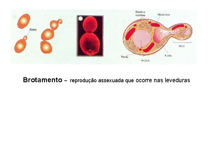 Brotamento – reprodução assexuada que ocorre nas leveduras 