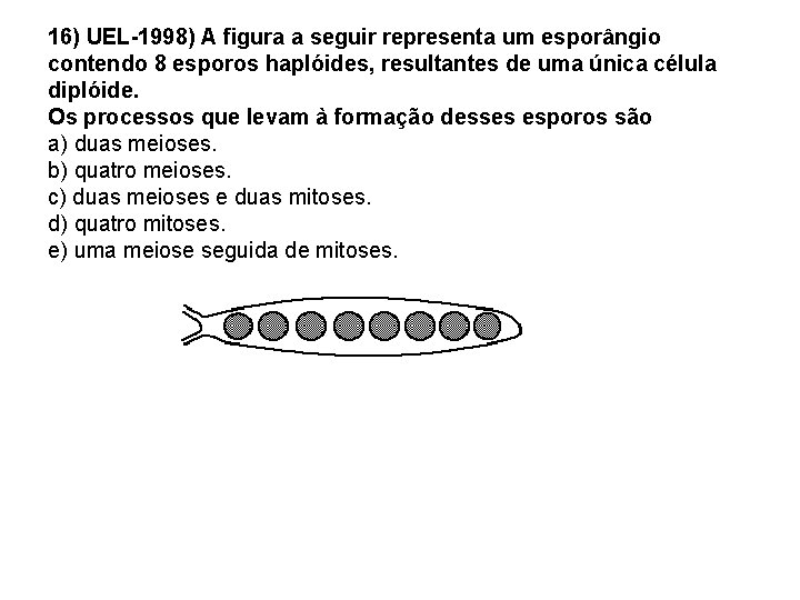 16) UEL-1998) A figura a seguir representa um esporângio contendo 8 esporos haplóides, resultantes