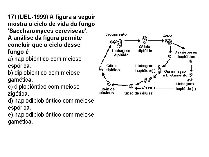 17) (UEL-1999) A figura a seguir mostra o ciclo de vida do fungo 'Saccharomyces