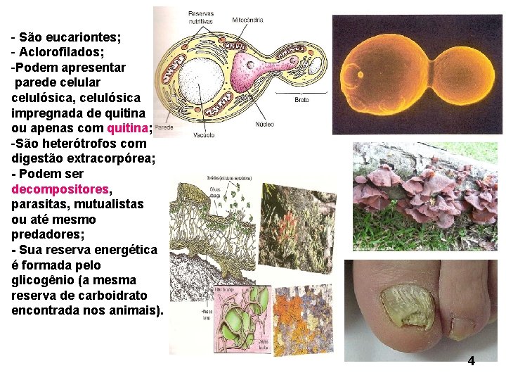 - São eucariontes; - Aclorofilados; -Podem apresentar parede celular celulósica, celulósica impregnada de quitina