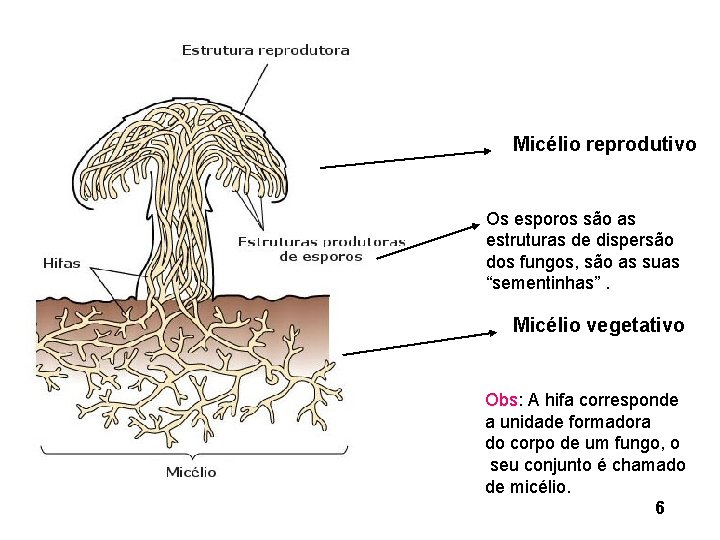 Micélio reprodutivo Os esporos são as estruturas de dispersão dos fungos, são as suas