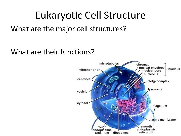 Eukaryotic Cell Structure What are the major cell structures? What are their functions? 