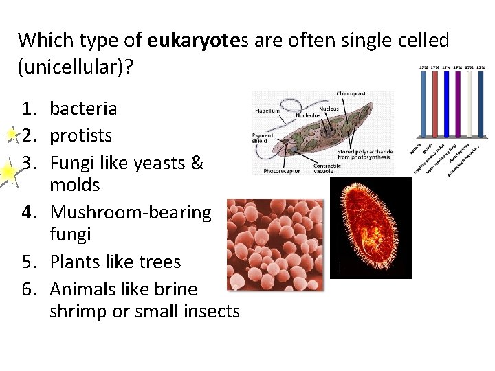 Which type of eukaryotes are often single celled (unicellular)? 1. bacteria 2. protists 3.